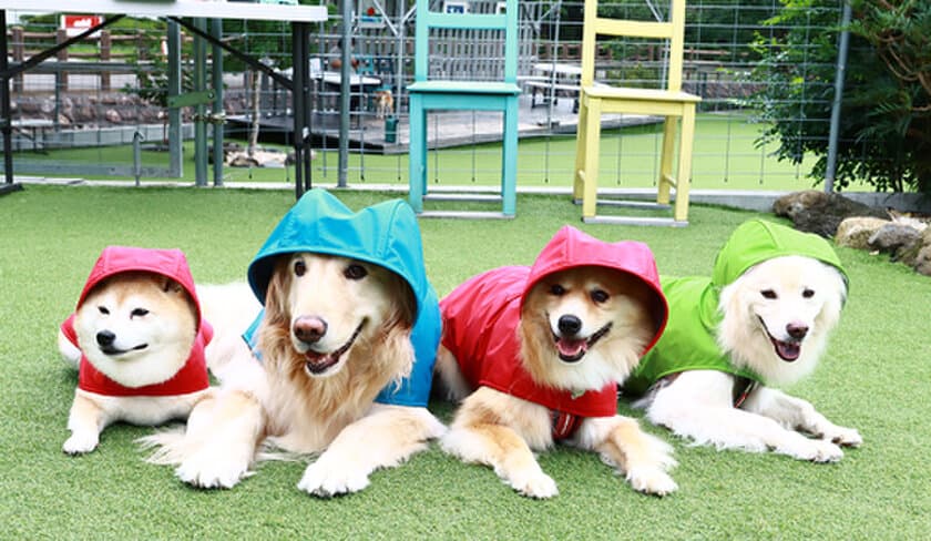 デロリアンズの犬用レインコートで雨の日散歩　
愛犬の写真・動画をInstagramにて5月31日まで募集