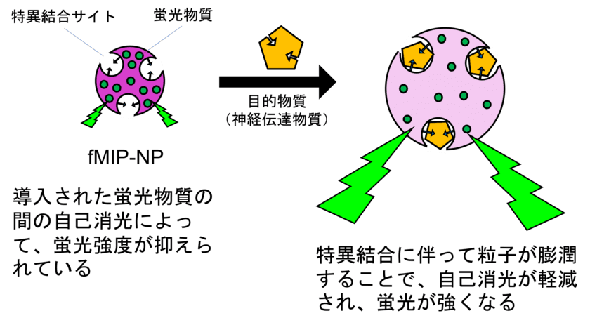 特定の神経伝達物質を検出する
蛍光性分子インプリント高分子ナノ粒子の合成に成功　
脳内神経伝達物質を検出するためのナノプローブを開発中