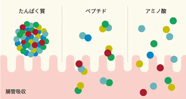 世界初！(※1)「低分子ホエイペプチド」100%で、アミノ酸を素早く吸収