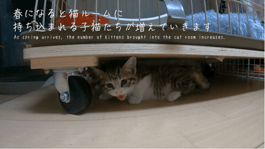 保護猫活動の課題にも触れていく　2