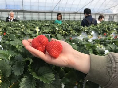 明日香村産苺