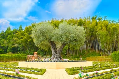 千年オリーブの森(京阪奈墓地公園内)