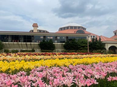 深谷グリーンパーク_ユリ圃場1＿日比谷花壇