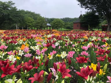 深谷グリーンパーク_ユリ圃場2＿日比谷花壇