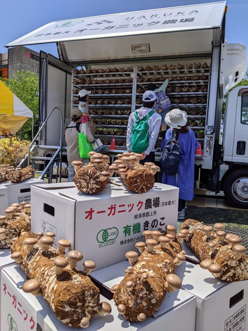 BBQ施設運営会社などに有機JASキクラゲの
収穫体験＆食材活用提案　
5月14日「ロハスフェスタ万博春」ではシイタケの収穫体験を実施