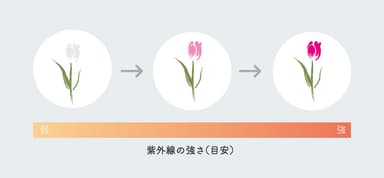 紫外線に反応しプリント部分の色が変化します