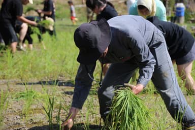 沖縄在来米“羽地赤穂”の田植えを行う仲村渠稲作会と地域の皆さん