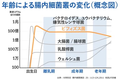 年齢による腸内細菌叢の変化(概念図)