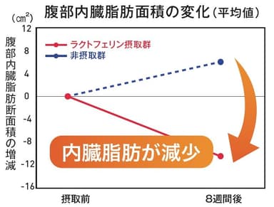 ラクトフェリンによる内臓脂肪減少