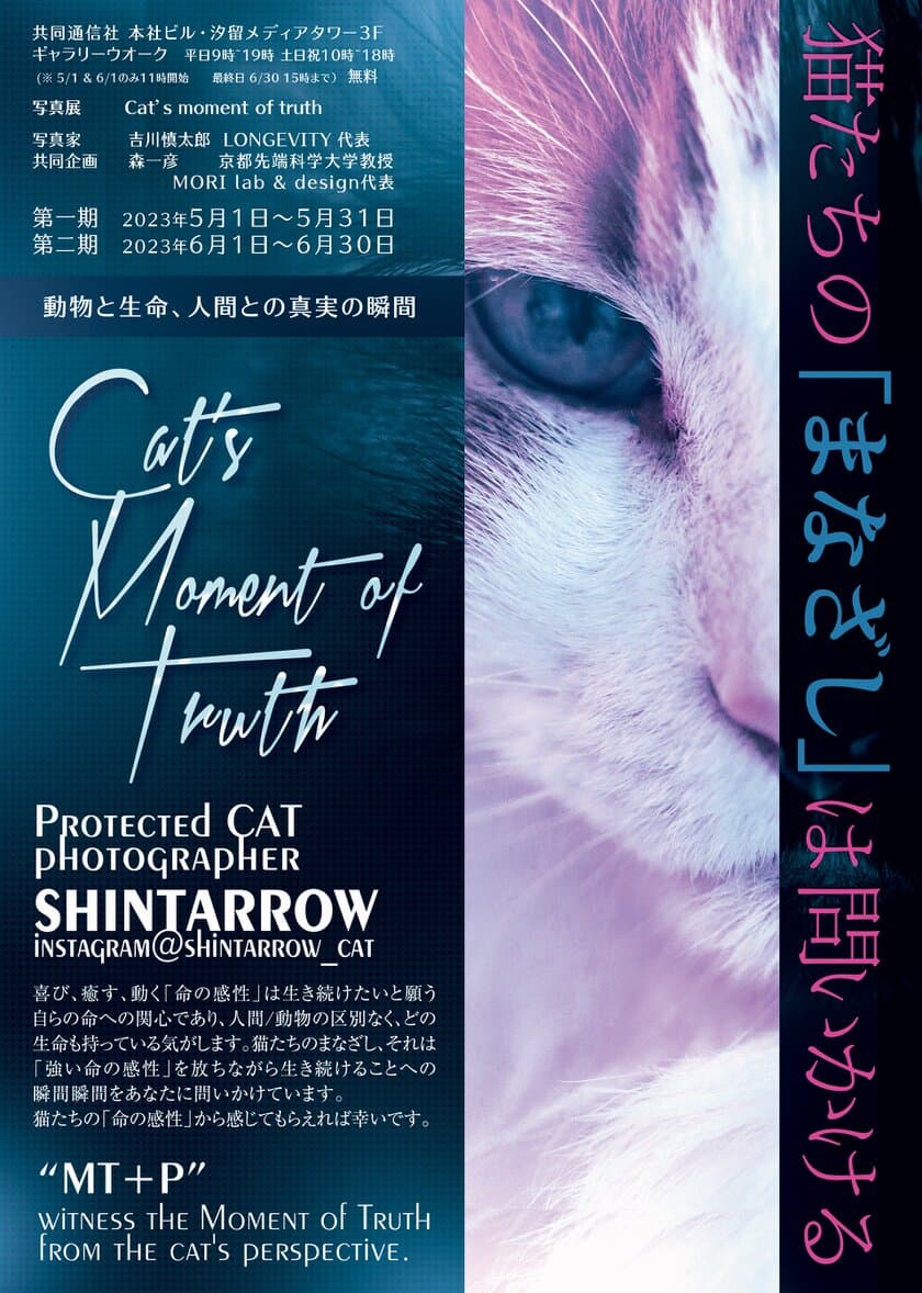 保護猫写真展“Cat's moment of truth”
-猫たちの「まなざし」は問いかける-を
共同通信社 本社ビル(東京・汐留)にて6月30日まで開催