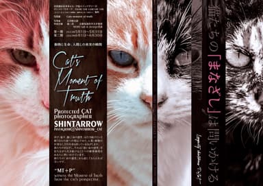 保護猫写真展“Cat's moment of truth”ビジュアル