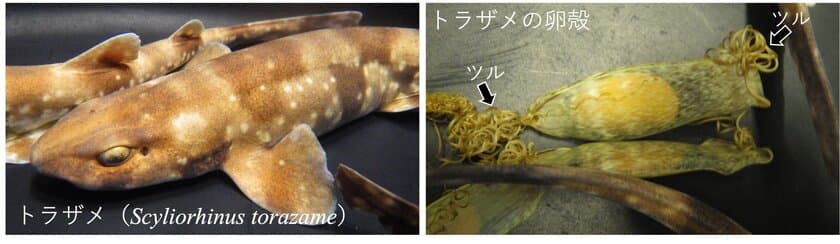 トラザメの産卵周期におけるホルモン制御の一端を解明　
―「人魚の財布」の作り方：その最初の1ページ―