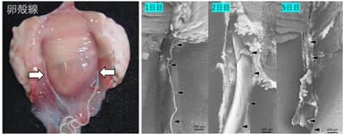 図2　卵殻腺でツル(矢印)が形成されている様子(左)と、P4投与期間に応じたツル(矢頭)の変化(右、走査型電子顕微鏡による観察)