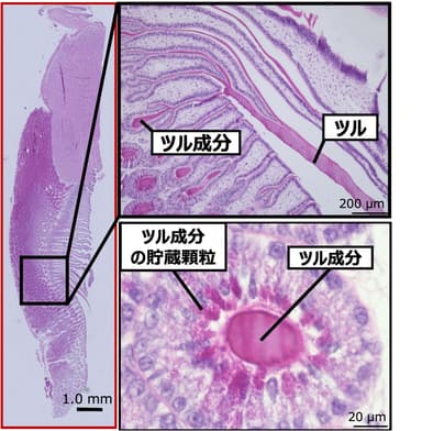 図3　P4投与によりツルを形成している卵殻腺の組織像