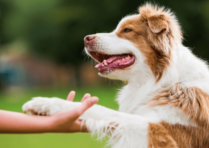 千葉県富津の愛犬と泊まれる一棟貸しドッグコテージ　
6月1日にクラウドファンディングを開始