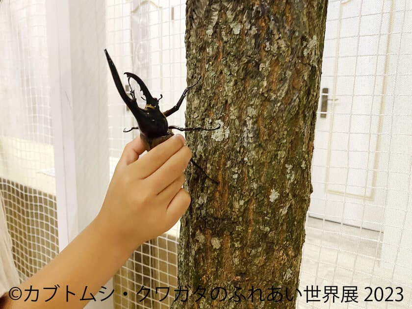 夏の思い出にカッコイイ昆虫たちとのワクワク体験を！
「カブトムシ・クワガタのふれあい世界展 2023」
7/22(土)～開催！ジオラマ作りのワークショップも実施