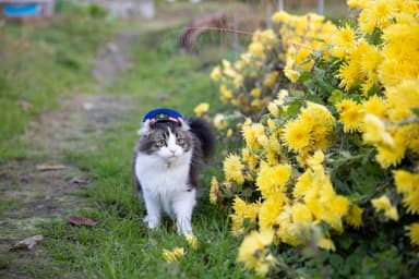 花とらぶ駅長