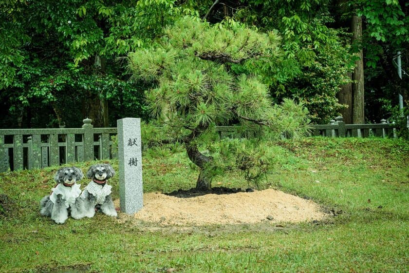 滋賀県犬上郡・大瀧神社の犬上神社に祀られる“神犬”に松を献樹
　～地域に伝わる神話に登場する忠犬「小石丸」～