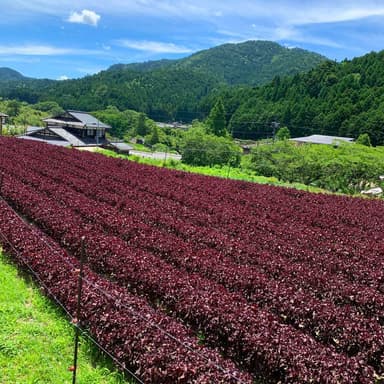 京都大原赤紫蘇畑