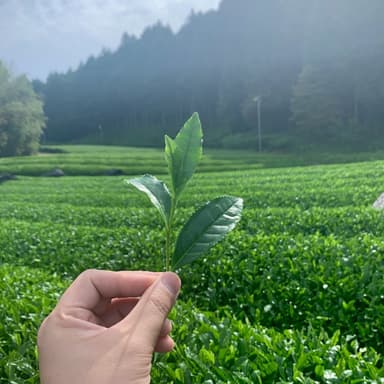 甲賀のお茶畑