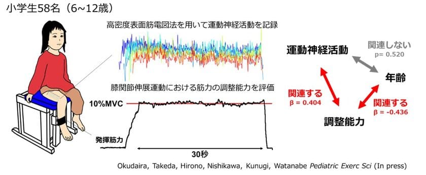 小学校年代の子どもにおける運動神経の特徴が明らかに