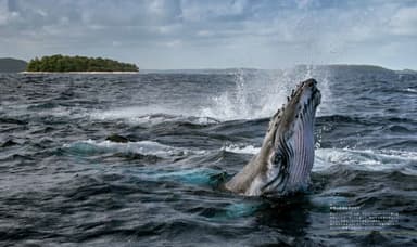 『クジラ　海の巨人』中面