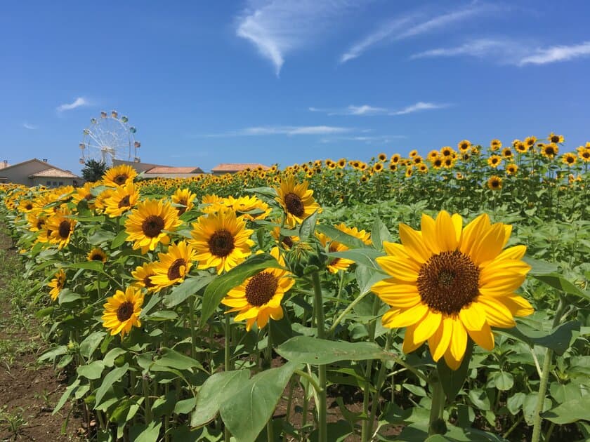 ソレイユの丘に今年も熱い夏がやってきた！
「ソレイユの丘2023 太陽の丘サマーフェス」が
7月20日（木）に開幕
わすれられない、ソレイユの夏がはじまる！