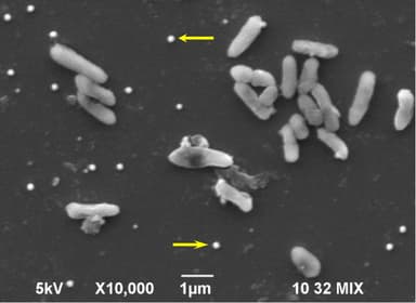 Pseudomonas stutzeri NT-I株と生成したセレン