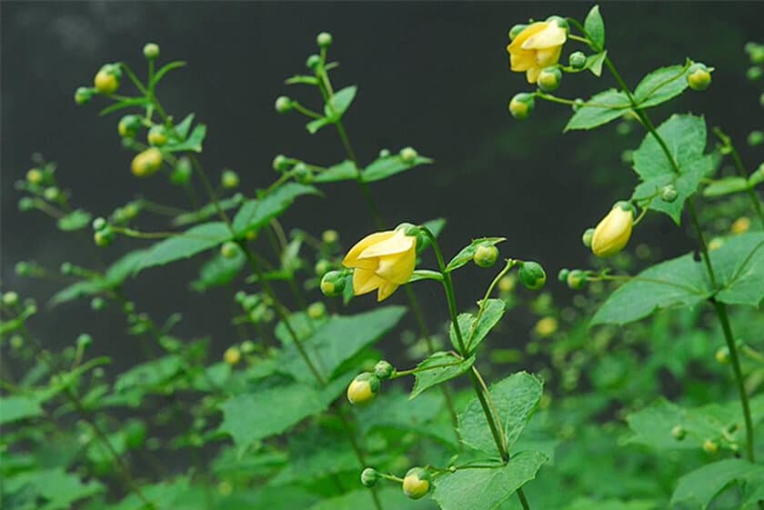 六甲高山植物園 約3,000株の大群落 朝ドラで話題！
東大植物学初代教授矢田部良吉命名
キレンゲショウマ見頃