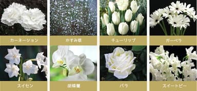 染色に適した花