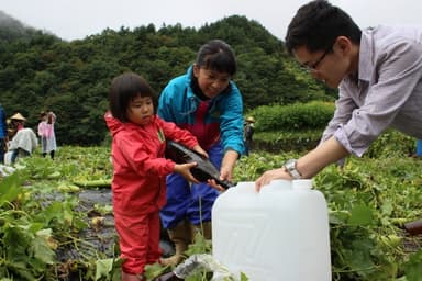 ヘチマ水収穫の様子2