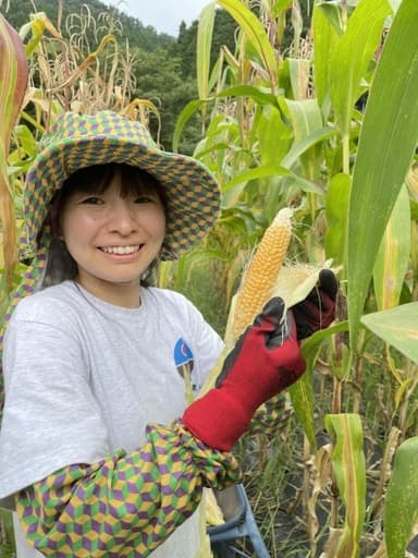 無農薬栽培のポップコーン用トウモロコシの収穫