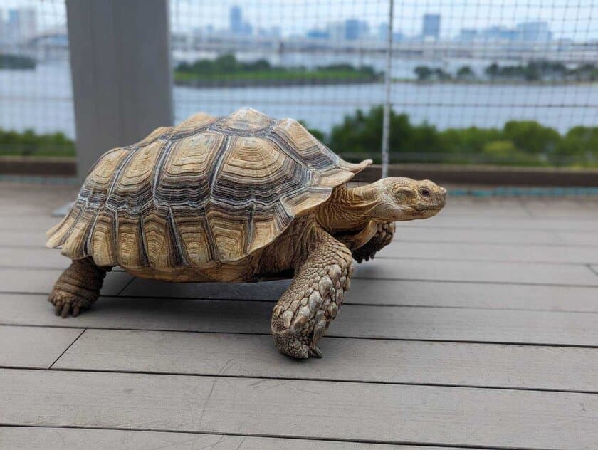 次世代都市型動物園　動物たちが暮らす森Animeal(アニミル)は
7月22日より動物エリアのパワーアップを実施！
～お台場店・心斎橋店に新しい仲間も登場！～