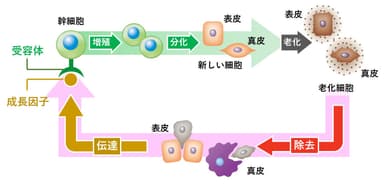 幹細胞を起源とする皮膚の再生メカニズムの全体像