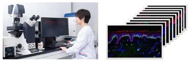 皮膚における幹細胞を解析している様子