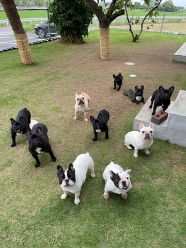 犬カフェ カタノダプラス スタッフ