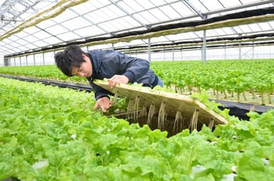 ハウスにて苗の成長を確認