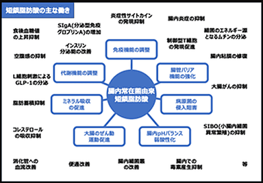 短鎖脂肪酸の主な働き