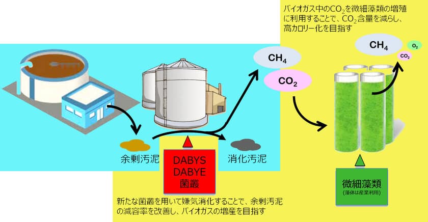 バイオガスのCO2を微生物で除去し、バイオガスの改質を目指す　
8月24日から開催される「大学見本市2023」で公開