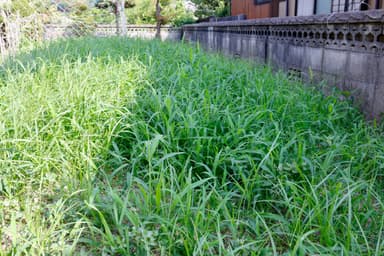 真夏に一気に伸びた雑草対策もお任せ