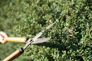 植木の剪定も1本から対応可能