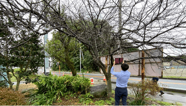 宇都宮の建築予定地。桜の木をタブレット端末で3Dスキャンする