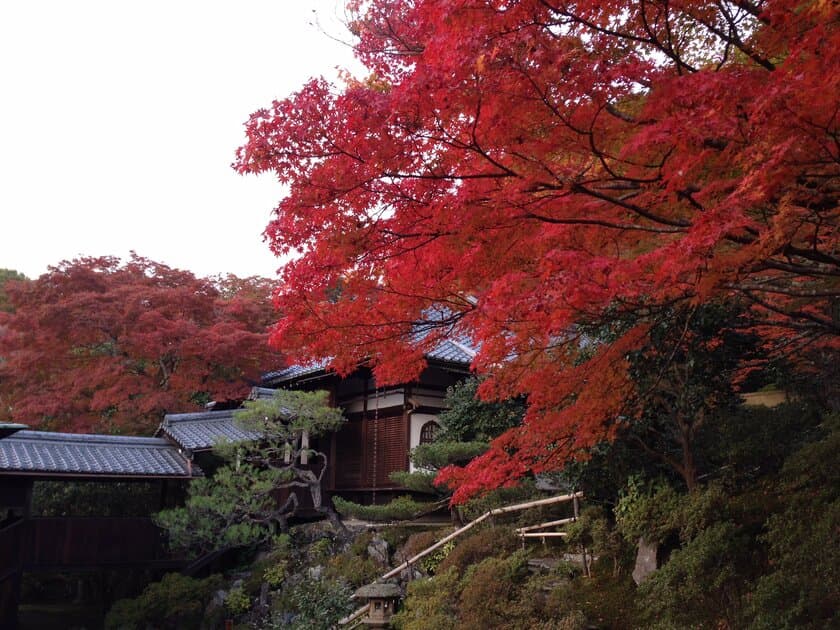 通常非公開・京都「霊鑑寺」秋の特別拝観　
～庭の緑と紅葉の赤が織りなす美しい庭園と狩野派作の襖絵を公開～