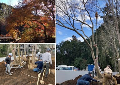 村上が現場で選んだモミジ(左上)　Ｋ様邸に植栽される高木(左下)　クレーンで下ろす高木(右)