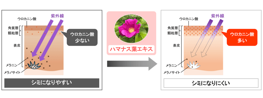 紫外線から肌を守る「ウロカニン酸」が減少する原因を発見