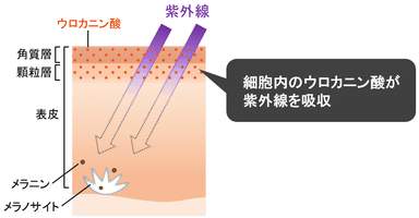 図1　ウロカニン酸について