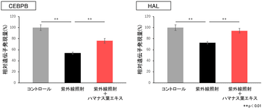 図4　CEBPB、HALに対する紫外線の影響およびハマナス葉エキスの効果