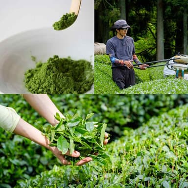 茶農家だから茶葉にこだわる