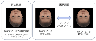 「かわいさ」を評定する課題とよりかわいいと感じる顔を選択する課題を実施した。