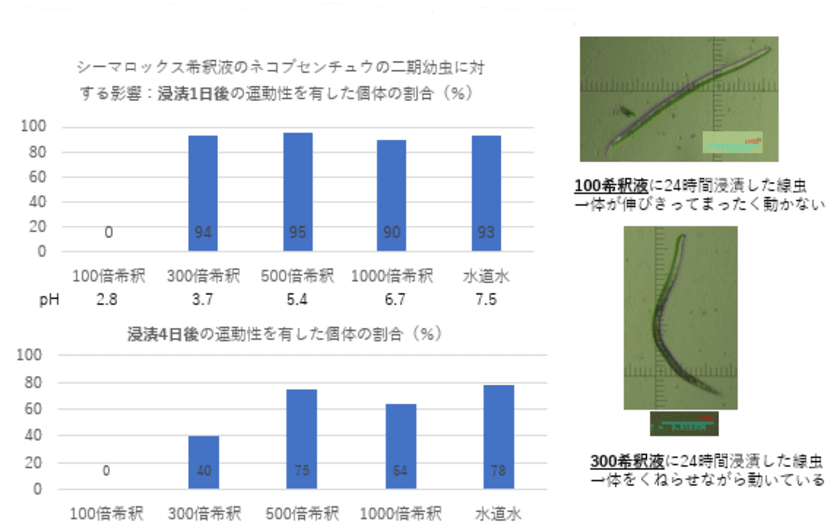 シーマロックス液肥にセンチュウ抑制効果　
土壌での実験結果を発表　
～サツマイモネコブセンチュウ密度が半減～